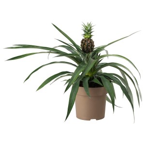 IKEA ANANAS potted plant, Pineapple, 5 in, Ikea Outlet | 5172NGUXL