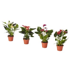 IKEA ANTHURIUM potted plant, Flamingo plant assorted colors, 4 in, Ikea Outlet | 8320IOVHF