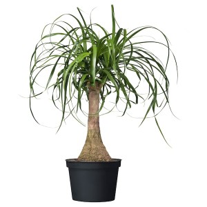 IKEA BEAUCARNEA RECURVATA potted plant, Elephant's foot, 6 in, Ikea Outlet | 7520NZXGT
