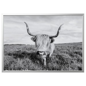 IKEA BJÖRKSTA picture and frame, curious cow, 55x39 ¼ in Aluminum Color, Ikea Outlet | 5691IPQCV