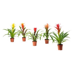 IKEA BROMELIACEAE potted plant, Bromeliad, 4 ½ in, Ikea Outlet | 6410YUKOV