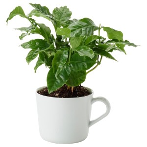 IKEA COFFEA ARABICA potted plant in mug, coffee plant, 3 ½ in, Ikea Outlet | 2075KJFLS