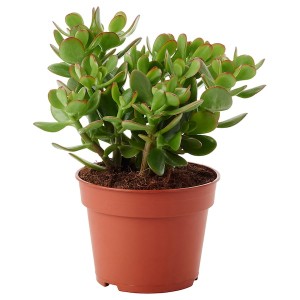IKEA CRASSULA OVATA potted plant, Money tree, 6 in, Ikea Outlet | 7902SZTIA