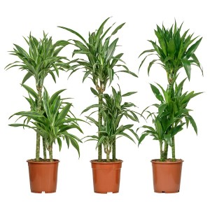IKEA DRACAENA CINTHO potted plant, corn plant, 8 in, Ikea Outlet | 3694TSARU