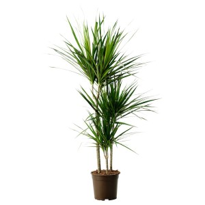 IKEA DRACAENA MARGINATA potted plant, Dragon tree/3-stem, 8 in, Ikea Outlet | 4072SQVKE