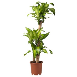 IKEA DRACAENA MASSANGEANA potted plant, Dom plant/3-stem, 9 ½ in, Ikea Outlet | 8124WDTBK