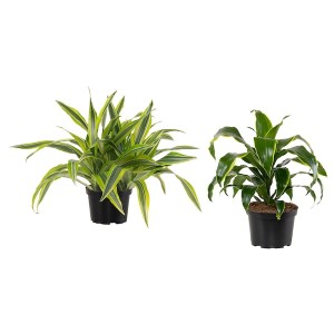 IKEA DRACAENA potted plant, assorted species plants, 6 in, Ikea Outlet | 4938RQGUE