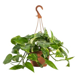 IKEA EPIPREMNUM hanging plant, assorted species plants Golden Pothos, 8 in, Ikea Outlet | 0982ELRQA