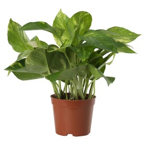IKEA EPIPREMNUM potted plant, Golden Pothos, 6 in, Ikea Outlet | 1824CBVOE