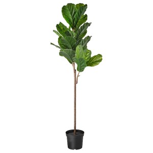 IKEA FEJKA artificial potted plant, indoor/outdoor, 7 ½ in Fiddle / Leaf Fig, Ikea Outlet | 8236DBIOG