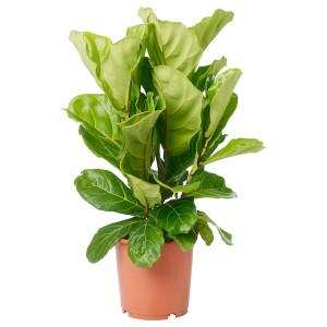 IKEA FICUS LYRATA potted plant, fiddle-leaf fig, 9 ½ in, Ikea Outlet | 0276VNSZJ