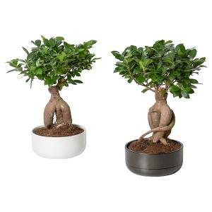 IKEA FICUS MICROCARPA GINSENG Plant with pot, bonsai, assorted colors, Diameter of plant pot: 8 ¾ in, Ikea Outlet | 6109KPZDW