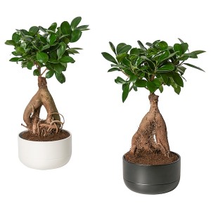 IKEA FICUS plant with pot, bonsai/assorted colors, 5 ½ in, Ikea Outlet | 1720CXZHL