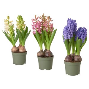 IKEA HYACINTHUS potted plant, Hyacinth/assorted colors, 6 in, Ikea Outlet | 6738BAOQT
