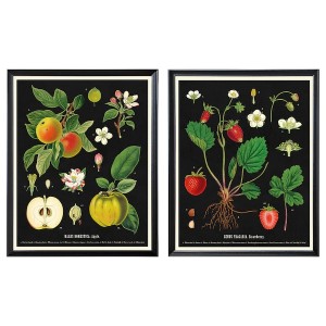 IKEA KNOPPÄNG frame with poster, 16 ¼x20 in, 2 pack Vintage Botanical Fruit Charts, Ikea Outlet | 8729RPQNZ