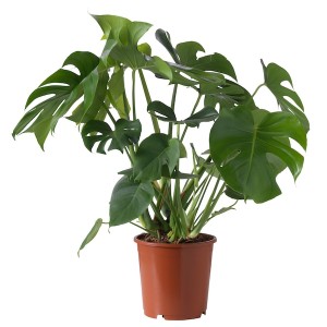 IKEA MONSTERA DELICIOSA potted plant, 9 ½ in, Ikea Outlet | 4108YRUME