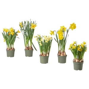IKEA NARCISSUS potted plant, Narcissus, 6 in, Ikea Outlet | 6089IWBHG