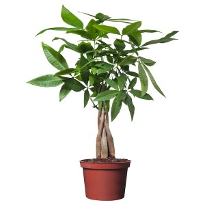 IKEA PACHIRA AQUATICA potted plant, Guinea chestnut, 5 in, Ikea Outlet | 0953SPNXO