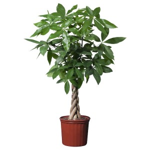 IKEA PACHIRA AQUATICA potted plant, Guinea chestnut, 10 in, Ikea Outlet | 8169JMTBO