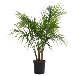 IKEA PALMMIX potted plant, assorted species plants, 9 ½ in, Ikea Outlet | 8342VLEDM