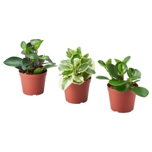 IKEA PEPEROMIA potted plant, assorted species plants, 5 in, Ikea Outlet | 0423CVZGH
