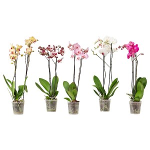 IKEA PHALAENOPSIS potted plant, Orchid/2-stem assorted species plants, 3 ½ in, Ikea Outlet | 8607GEWBT