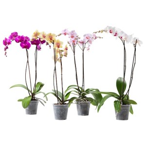 IKEA PHALAENOPSIS potted plant, Orchid/2-stem assorted species plants, 4 ¾ in, Ikea Outlet | 7263IZOUW