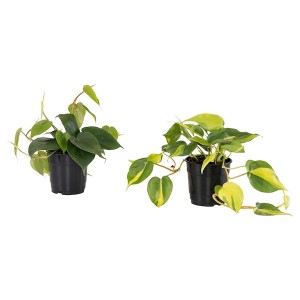 IKEA PHILODENDRON potted plant, assorted species plants, 5 in, Ikea Outlet | 4258CZVTM
