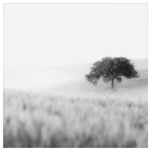 IKEA PJÄTTERYD picture, 22x22 in Lonely Tree, Ikea Outlet | 8429UFWNJ
