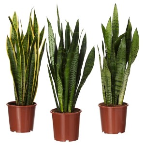 IKEA SANSEVIERIA TRIFASCIATA potted plant, Mother-in-law's tongue, 6 in, Ikea Outlet | 0694NUYGR