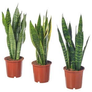 IKEA SANSEVIERIA potted plant, Mother-in-law's tongue, 8 in, Ikea Outlet | 8709SXNPG