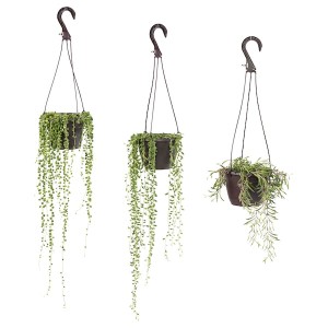 IKEA SENECIO hanging plant, assorted species plants, 6 in, Ikea Outlet | 9084BSWJD