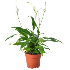 IKEA SPATHIPHYLLUM potted plant, Peace lily, 6 in, Ikea Outlet | 3781EPWHA