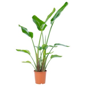 IKEA STRELITZIA potted plant, white bird of paradise, 9 ¼ in, Ikea Outlet | 2895XMCLY