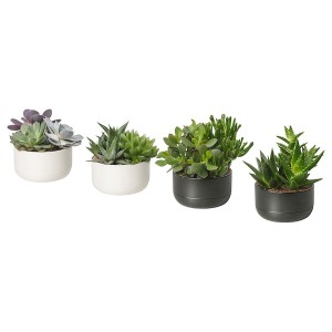IKEA SUCCULENT plant with pot, arrangement/assorted species plants, 5 in, Ikea Outlet | 7190BQLKU