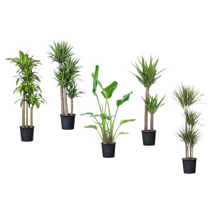 IKEA TROPISK potted plant, tropical plant/assorted species plants, 12 in, Ikea Outlet | 3094GOUNS