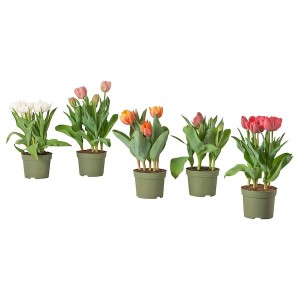 IKEA TULIPA potted plant, tulip, 6 in, Ikea Outlet | 5312JWBDS