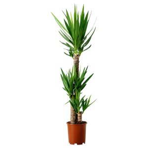 IKEA YUCCA ELEPHANTIPES potted plant, Spineless yucca/3-stem, 9 ½ in, Ikea Outlet | 9045UVJBA