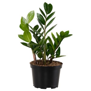 IKEA ZAMIOCULCAS potted plant, Aroid palm, 6 in, Ikea Outlet | 5841XKLDI